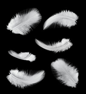 six feathers