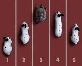 afbeelding5-race